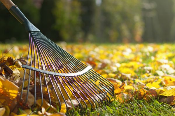 Cost of Leaf Raking Service in Renton